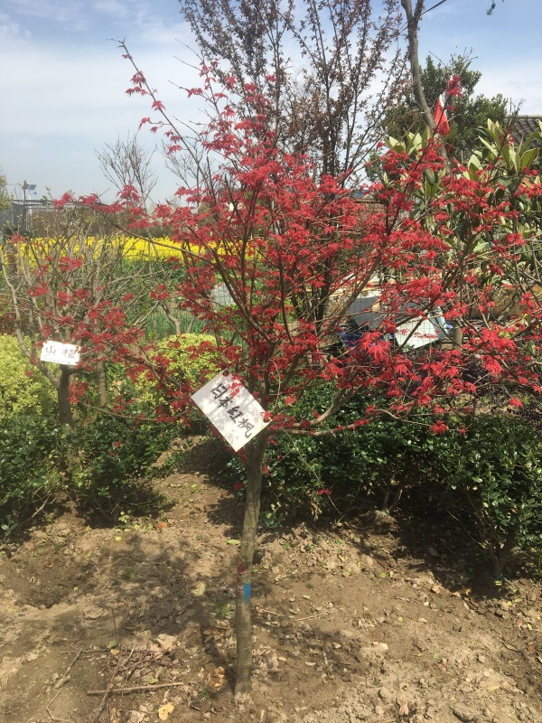 为什么日本红枫比国产红枫生长快_日本红枫与国产红枫的区别