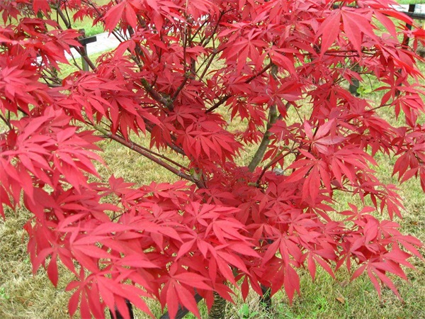 怎么样才能使日本红枫叶子更红