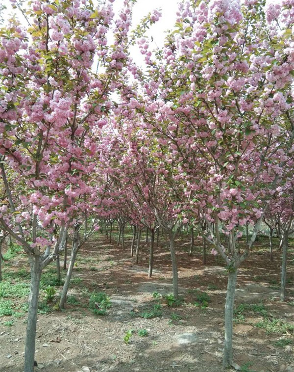五公分樱花树多少钱一棵_各种五公分樱花报价