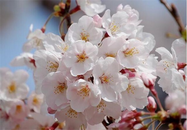 日本晚樱、日本早樱和樱花有什么区别(图文)