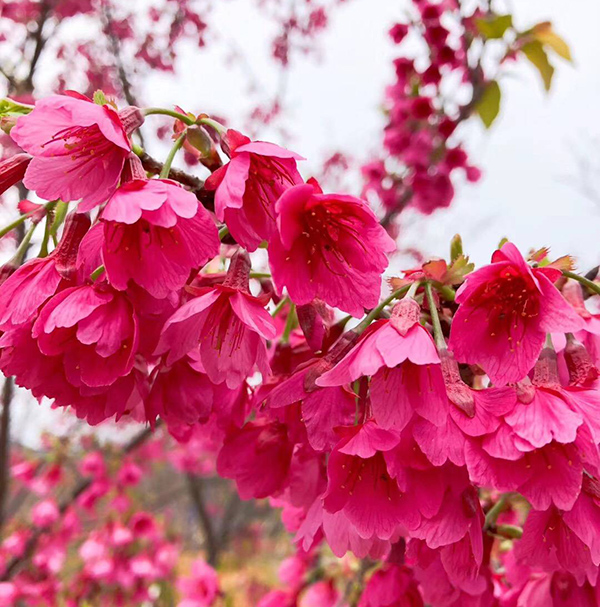 樱花最早来源于哪里？是中国原生品种吗？