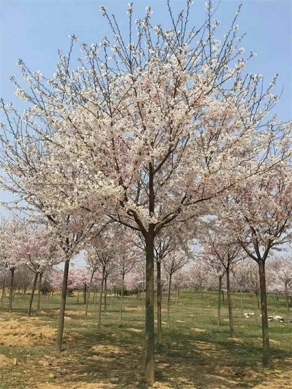 樱花树多少钱一棵？最新樱花树市场价格