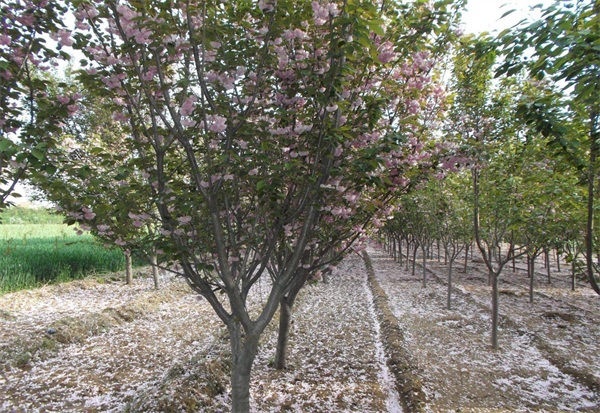 2020樱花树价格表，一株樱花树市场价格10～6500元