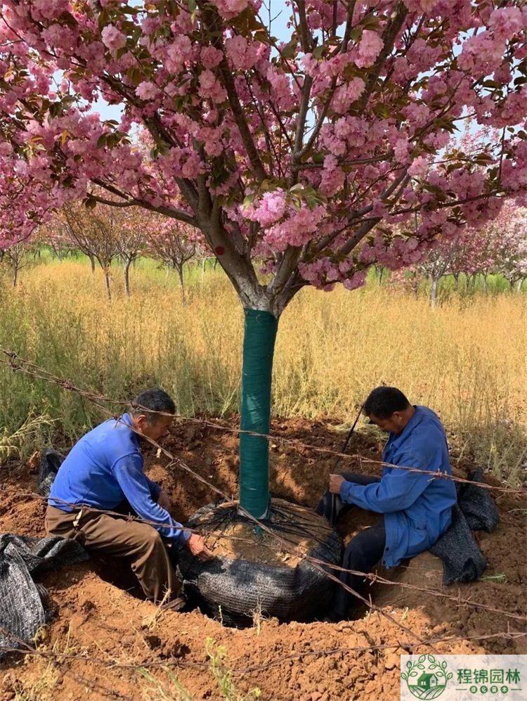 樱花树怎么养？樱花树种植管理技术